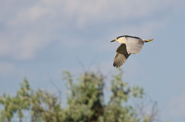 Black-Crowned Night-Heron Flying in a Blue Sky