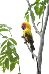 Lovely Sun Conure parrot on the branch
