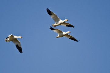 Three Snow Geese Flying in a Blue Sky