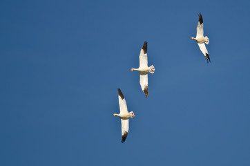Three Snow Geese Flying in a Blue Sky