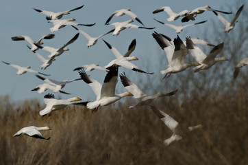 Flock of Snow Geese Flying Over the Marsh