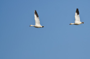 Pair of Snow Geese Flying in a Blue Sky