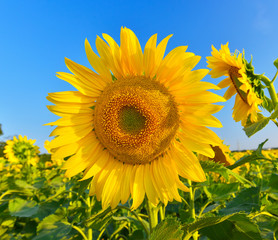 Naklejka premium Sunflower