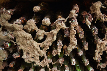 Vintage wine bottles in cellar