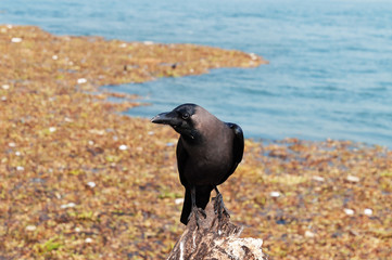 Crow on the beach