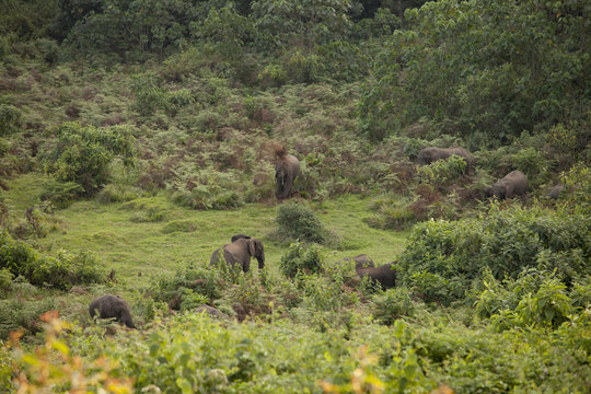 wild forest elephants in the rain forest of Mt Kenya
