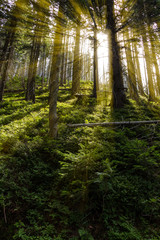Fototapeta premium Late summer sunlight breaking through the trees at a mystical lane