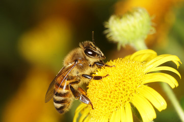 Honey Bee, Bee