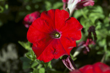 beautiful red flower close-up