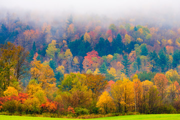 Maple trees on a hillside in Vermont during peak foliage season.