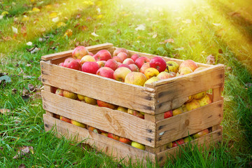 Kiste mit verschiedenen Bio-Apfelsorten in der Sonne auf einer Streuobstwiese © Jürgen Fälchle