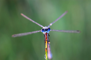 Damselfly covered morning dew