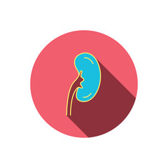 Kidney icon. Transplantation organ sign.