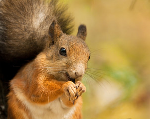 Squirrel with a sunflower seeds