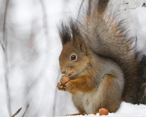 Fototapeta premium Squirrel with a hazelnut