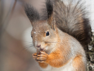 Naklejka na ściany i meble Squirrel with a hazelnut