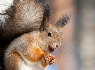 Obraz premium Squirrel with a hazelnut