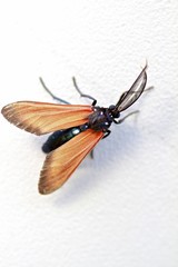 Fototapeta na wymiar Polka-Dot Wasp Moth