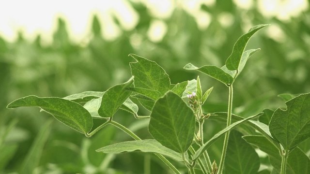 Soybean crop pods in field, young green soya bean legume plants growing on plantation, 4k uhd footage