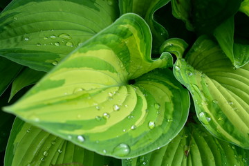 Obraz premium Hosta-Blätter im Regen