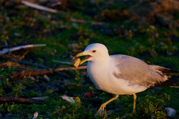 The gull is going somewhere with the food