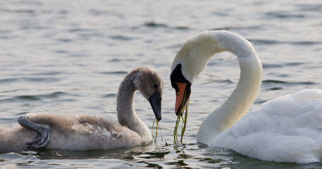 The heart shape of the necks of the swans