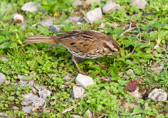 The sparrow has found something in the grass