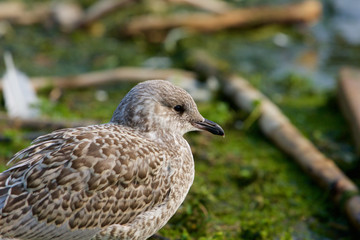 The portrait of the beautiful lesser black-backed gull