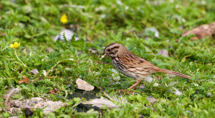 The beautiful close-up of the sparrow with the food