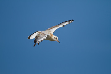 Juvenile Lachmöwe (Larus ridibundus) im Flug