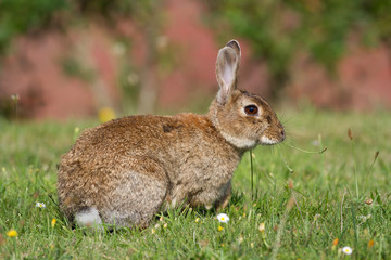Wildkaninchen (Oryctolagus cuniculus) auf einer Wiese