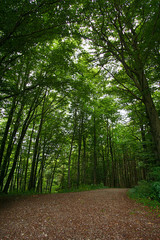 Wanderweg im Wald mit Abzweigung