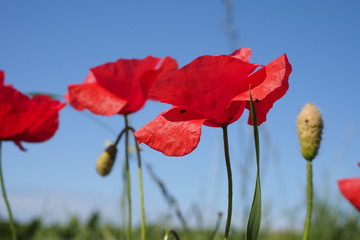 Obraz premium Mohnblumen