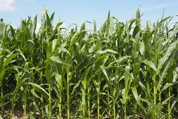 Mais Pflanzen