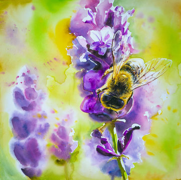 Honey bee on a lavender flower.Picture cerated with watercolors