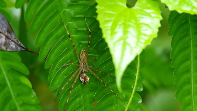 spider hidden under the green leaf is holding its prey and moving the foreleg in the tropical rain forest