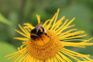 Hummel auf gelber Gämswurz-Blüte