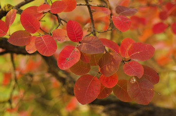 Autumn tree branch