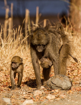 images of baboons