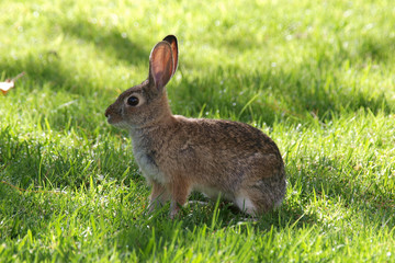 Cottontail Rabbit