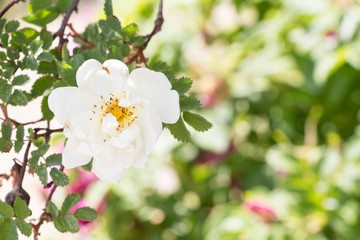 Obraz na płótnie Canvas White Wild Rose Flower Hip spring Blossom