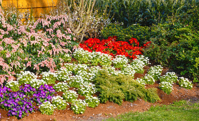 Blossoming varicolored flowerbed.