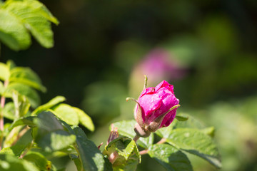 Red bright pink Wild Rose Flower Hip spring Blossom