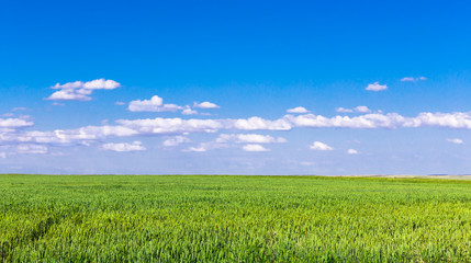 Obraz premium campo de centeno