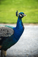 Obraz premium Beautiful peacock portrait