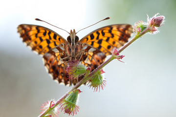 Boloria dia butterfly with open wings in nature