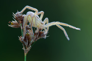 Micrommata virescens spider in nature