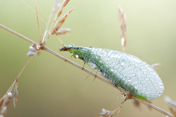 Fototapeta premium Chrysopidae-insect Green Lacewing