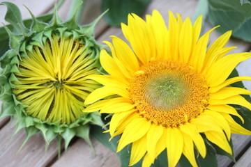 Sonnenblume mit geschlossener und geöffneter Blüte