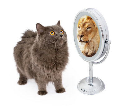 Cat With Lion Reflection In Mirror